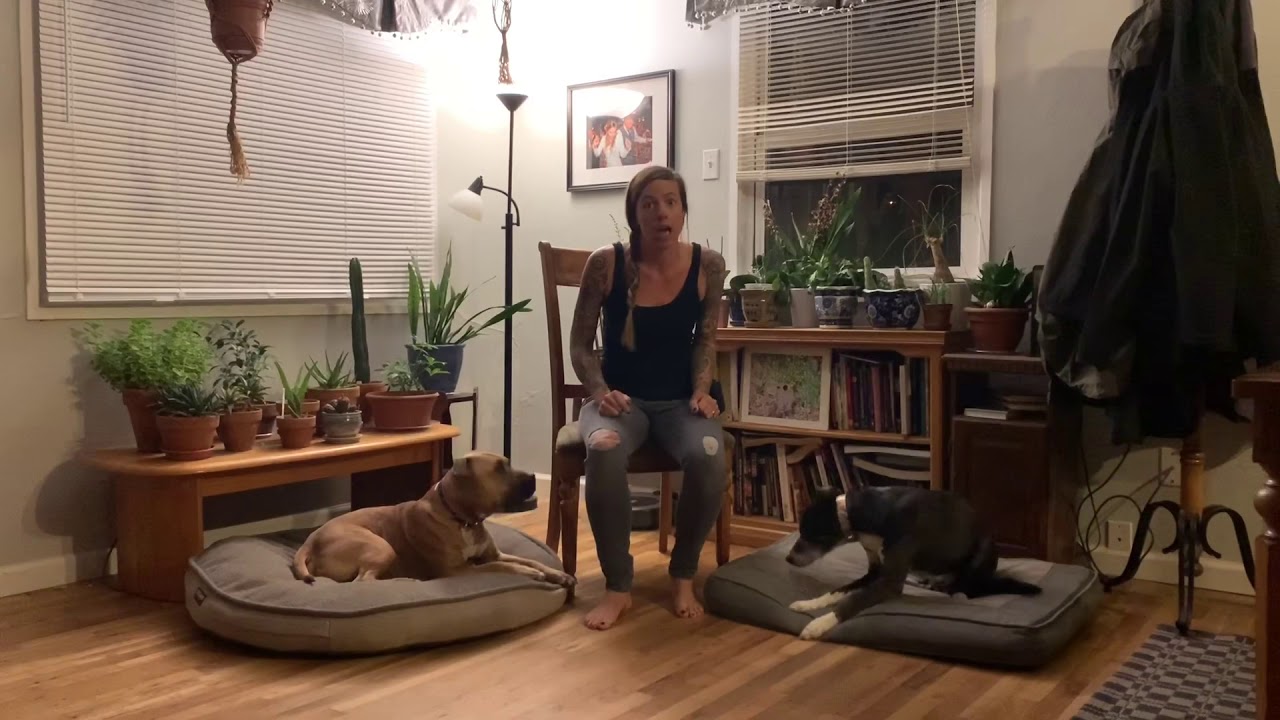 How to teach your dog a nose touch!