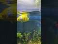AI-Powered Fish That Detects Underwater Secrets!