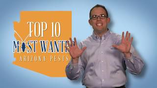 Arizona's Top 10 Pests | Bluesky Pest Control