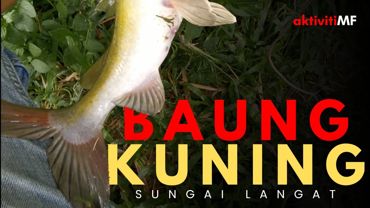 Pertama kali dapat Baung Kuning Sungai Langat - Umpan tiada lagi rahsia