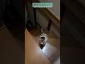 【三毛猫】階段を駆け上がりそして駆け降りるミケ