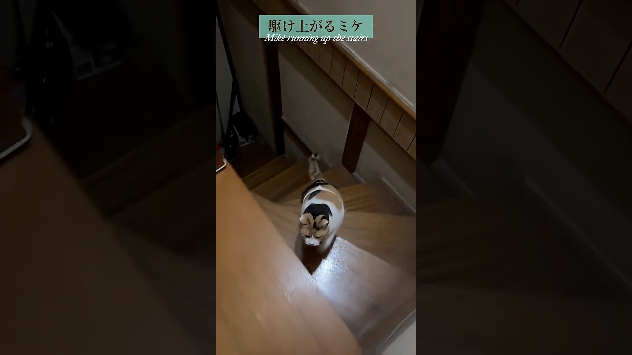 【三毛猫】階段を駆け上がりそして駆け降りるミケ