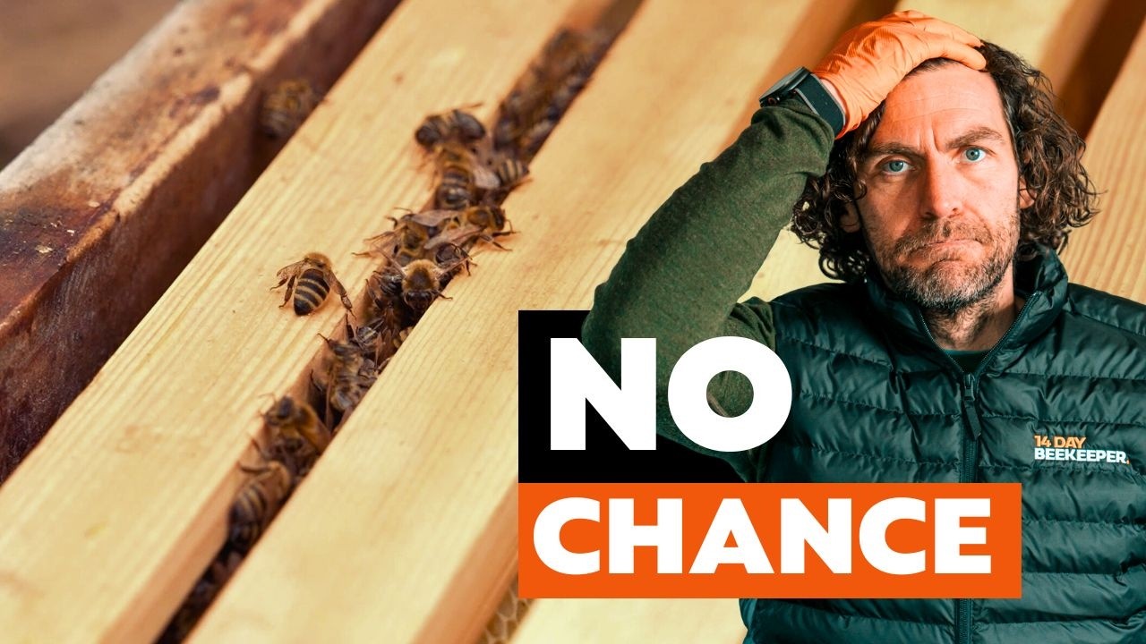 Эта крошечная колония не пережила зиму.