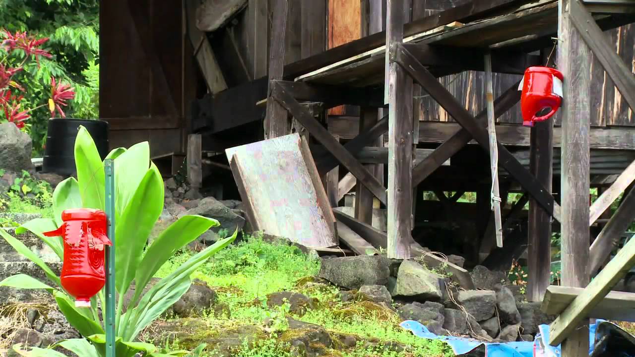 Controlling the Coffee Berry Borer-- ENGLISH VERSION