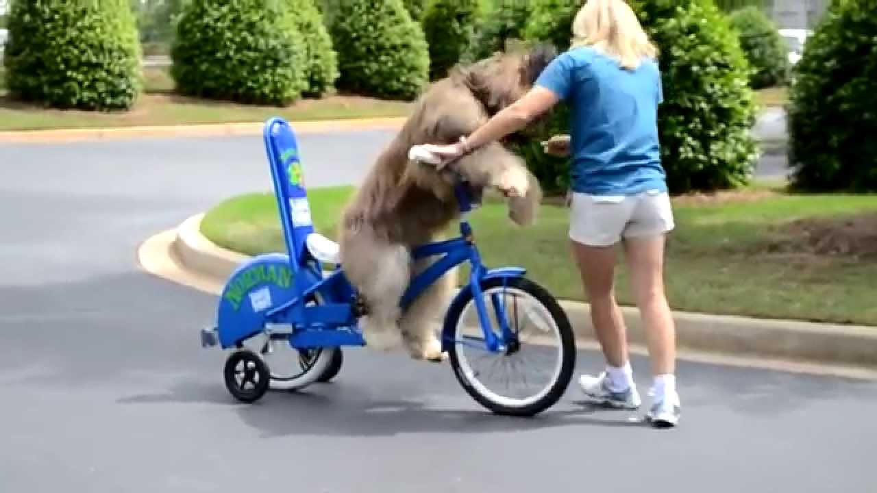 Anjing Lucu Naik Sepeda YouTube