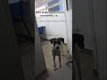 Flocão e Lurdinha (Unimontes) #petsfofinhos #pets #viralata #unimontes #moc