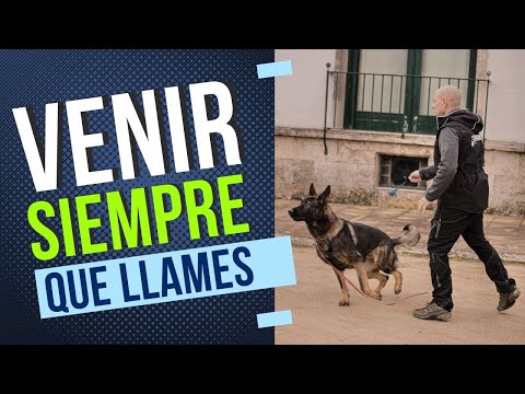 Cómo ENSEÑAR a tu PERRO VENIR siempre l LLAMADA EFECTIVA