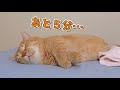 人間みたいな寝起きの悪さを見せる短足マンチカンが可愛すぎる!