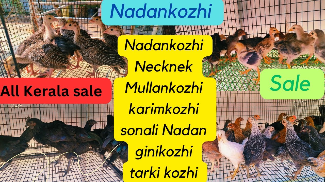 Nadankozhi || നാടൻ കോഴിയെ വളർത്താൻ ആഗ്രഹിക്കുന്നവർ ആണോ 🐤 എന്നാൽ ഇത് കാണാതെ പോകരുതേ 🐓kozhisale 🐓