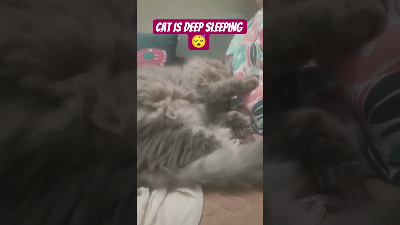 cat is Deep sleeping 😴😴 yoga by Sapna Thakur viral 