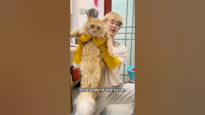 Video 11351531: maine coon cat grooming, home cat grooming