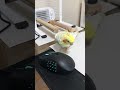 My old blind cockatiel, but he seems to see the light/目が見えなくなった老オカメインコ、光が見えているかも？カメちゃん