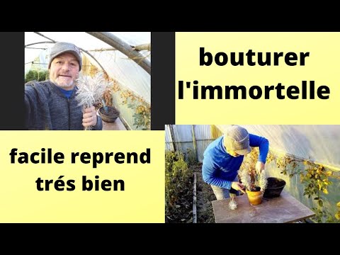 Vidéo: Peut-on faire pousser de l'immortelle à partir de boutures ?