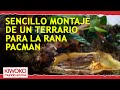 TERRARIO para RANA Pacman 🐸🌿🗿【FÁCIL Y RÁPIDO】