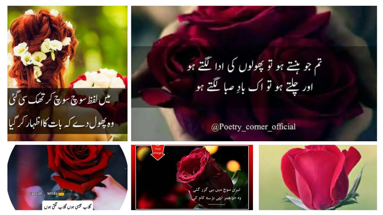 Happy Rose Day Status 2022 |Rose Day Poetry in Urdu |Rose Day Dpz