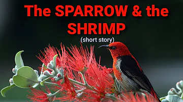 URBAN LEGEND: THE SPARROW and the SHRIMP (short story)