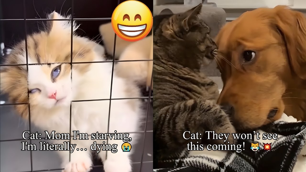 The Ultimate Funny Cats Compilation