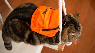 Cats try on the backpack harness.