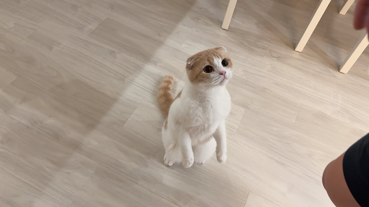 朝忙しいときもなでなで要求してくる猫に手を焼いてます…笑 - YouTube