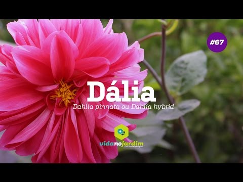 Vídeo: As dálias são difíceis de cultivar?