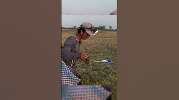 Lên nguyên luồng chuột khủng #sanbat #mientay #vugomsanbat #chuộtđồng #shorts