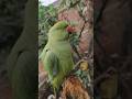 #funny #funnyparrot #funnyvideo #shortsvideo #shortsfeed #viralvideo #viralshort #viralreels...