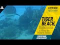 Freediving roberto ochoa in tiger beach bahamas