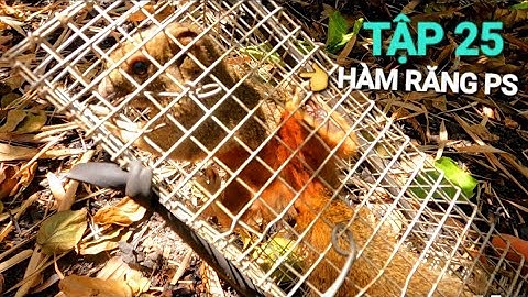 Tập 25, Con Sóc Bông Hàm Răng PS, Cắn Banh Cái Lòng