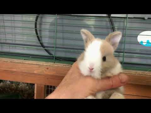 Netherland dwarf rabbit