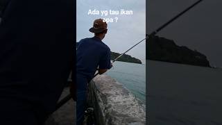 masih ada cintanya 🎣#fishing #mancing #pemecahombakmerak #dasaran #mancingmania