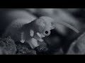 Онихофора - Удивительные Животные