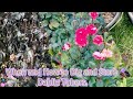 When and How to Dig and Store Dahlia Tubers.(USDA 5b Oct.25,2025)#flowers #garden