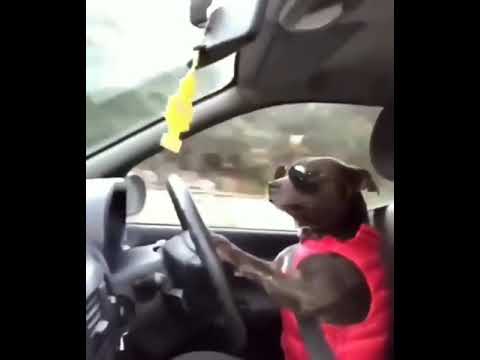 Dog Driving a Car Meme (original) Francais - YouTube
