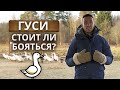 Деревенские истории. Гуси на ферме