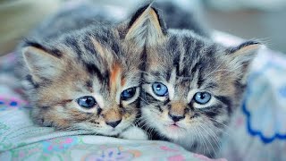 cute baby kittens❤️