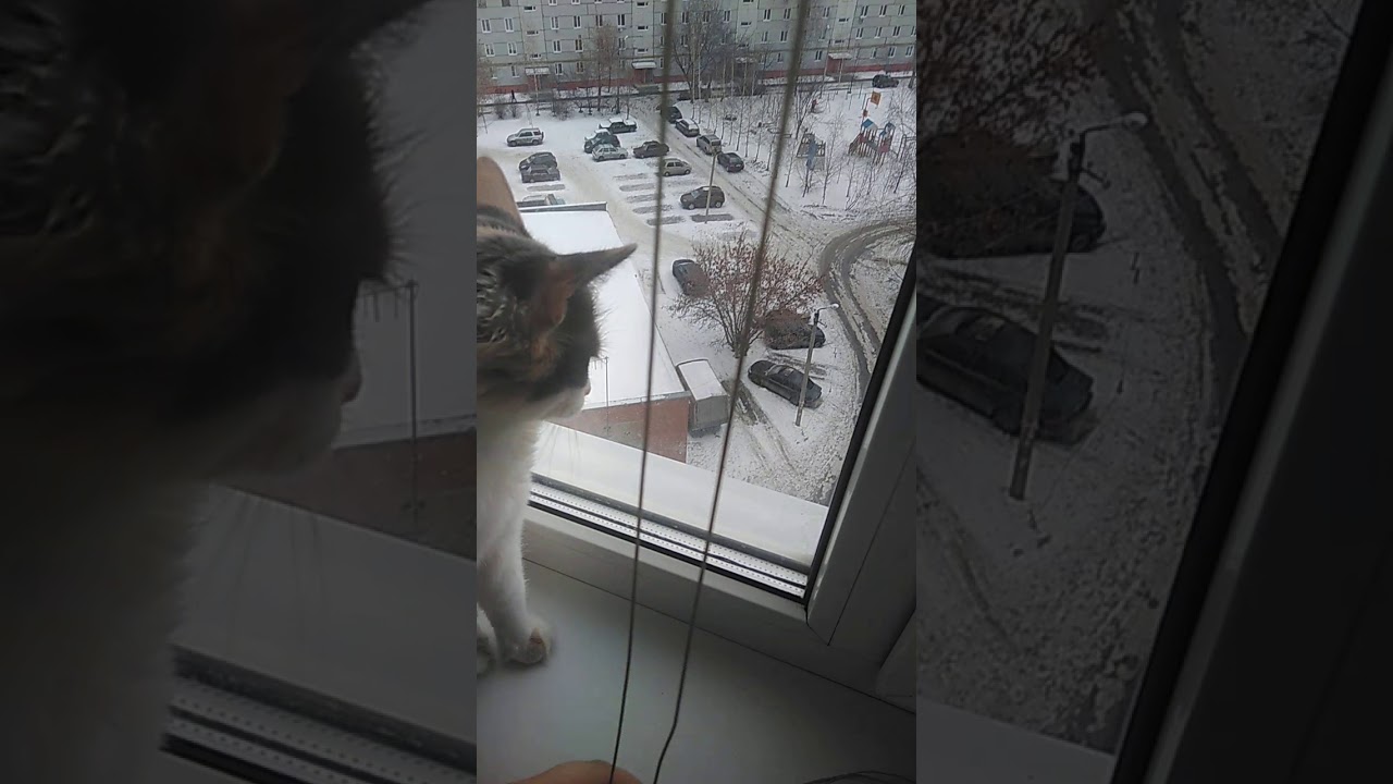 Кот в окне машины