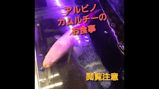 ＃アルビノカムルチー＃ライギョ＃雷魚＃アルビノ＃カムルチー捕食　　　　　　　　　　　　　　　　　　　　　　　アルビノカムルチーがジャイアントミルワームを爆食する瞬間を見よ‼️