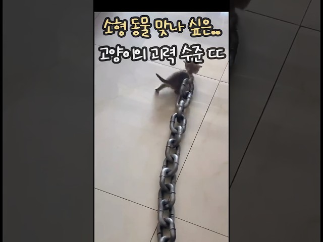 작은 체급 맞나 싶은.. 괴력 보유 고양이 모음 ㄷㄷ