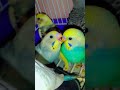 funny video #cute #cat #nothingimposibleinthisworld #lifeisbutadream #funny #cutecat #song #birds