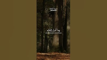 #سورة_المائدة للقارئ عبدالرحمن مسعد #quran