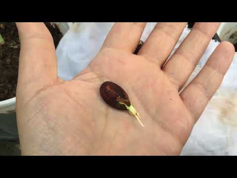Growing Hazelnut Tree From Seed | زراعة شجرة البندق من البذور