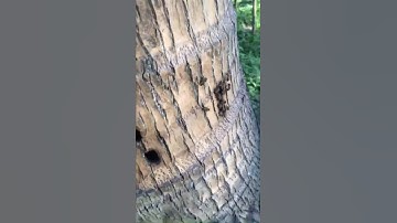 Phát hiện tổ ong trong thân cây dừa