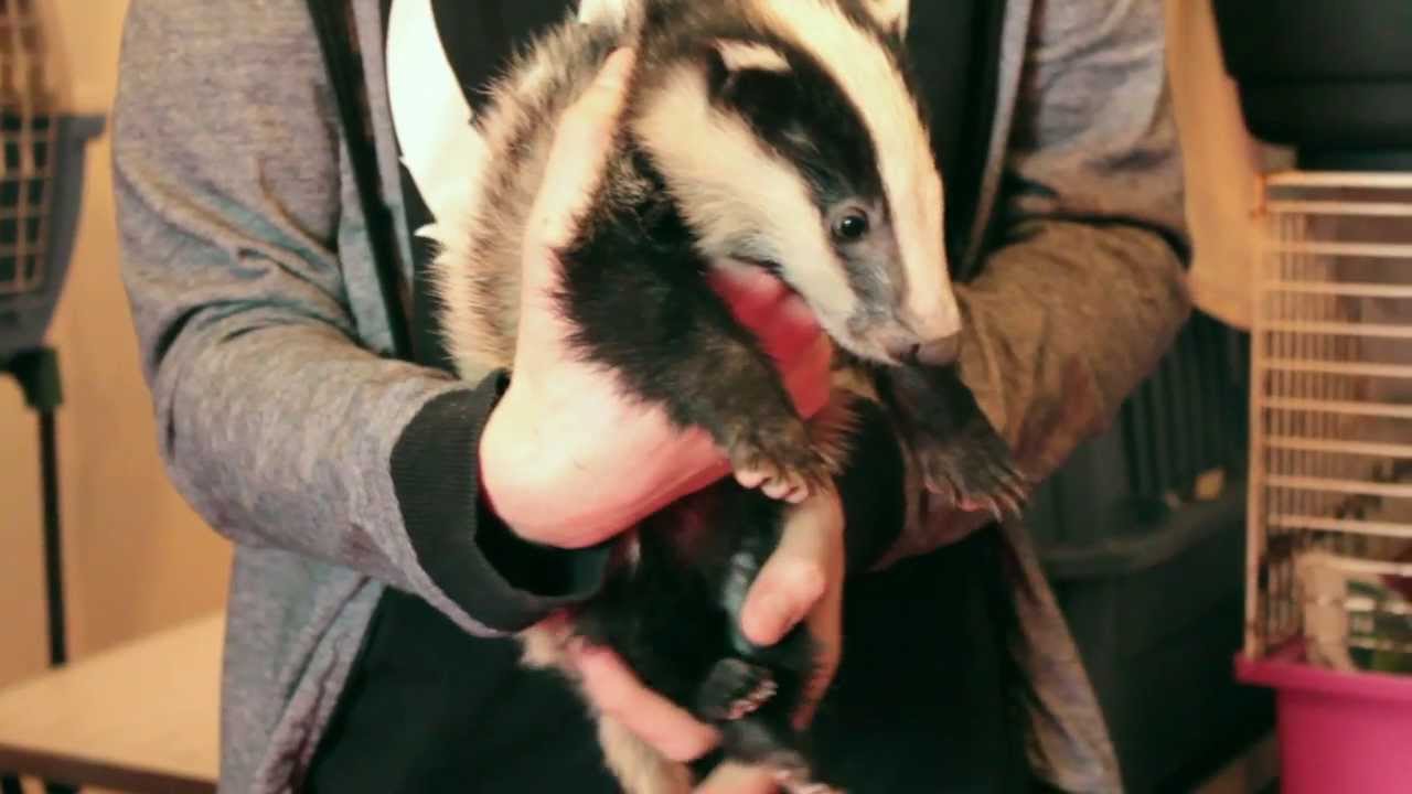 Stop Badger Culling in Ireland YouTube
