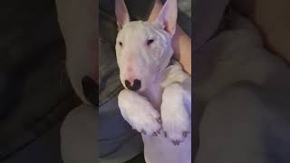 Mini Bull Terrier Luna Wiping The Sleep Off Her Tyred Eyes