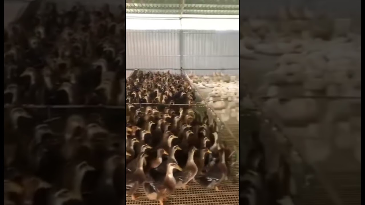 Duck Farm with Plastic Slatted Flooring 9745002482