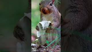 Hungry squirrel #shorts #animals #cute