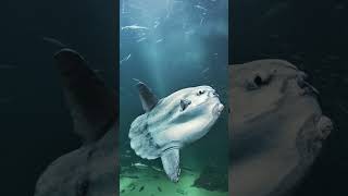 تعرف على Moonfish The Enormous and Glow in the Dark Creature #shorts #moon #ocean