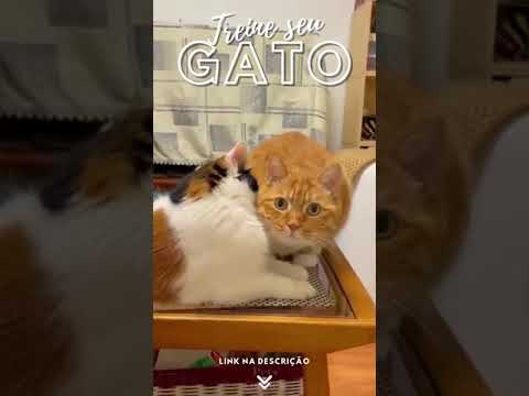 Os gatos mais fofos do mundo! #Shorts