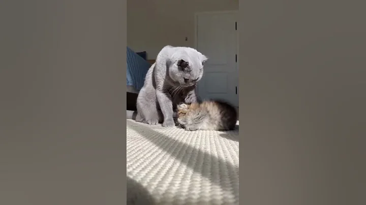 Video 11893541: norwegian forest kitten, scottish fold kitten, scottishfold cat funnycats, scottishfold cat kitten cute, cute pet cat scottishfold, norwegianforestcat cat cute