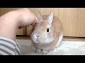うさぎのモキュ様 やる気出ないスイッチ発見される！